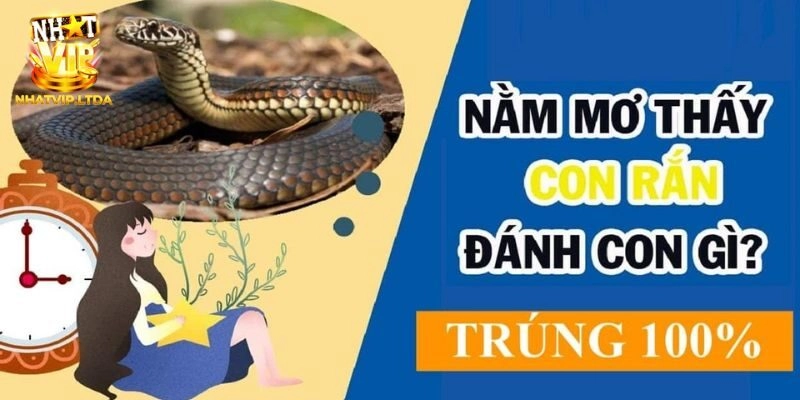 Nằm mơ rắn có số đẹp